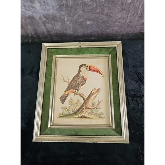 GEORGE EDWARDS: Brazilian Toucan Copperplate engraving 1754 COA